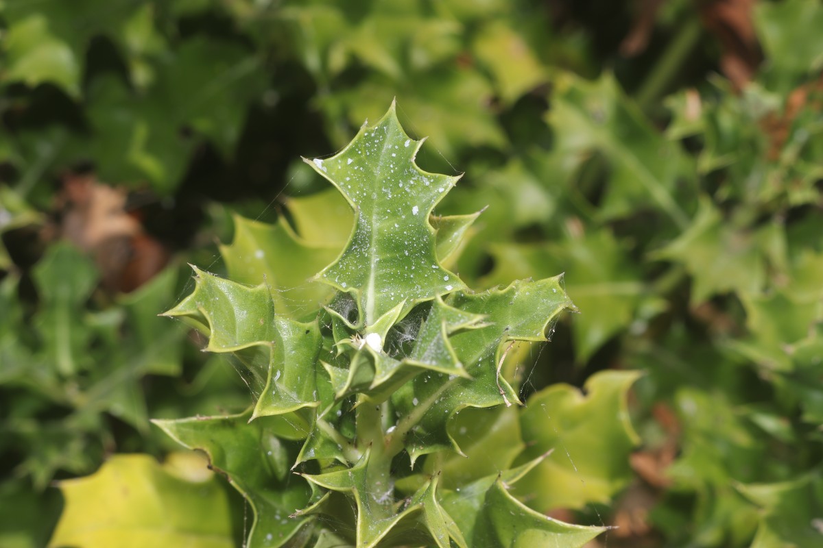Acanthus ilicifolius L.